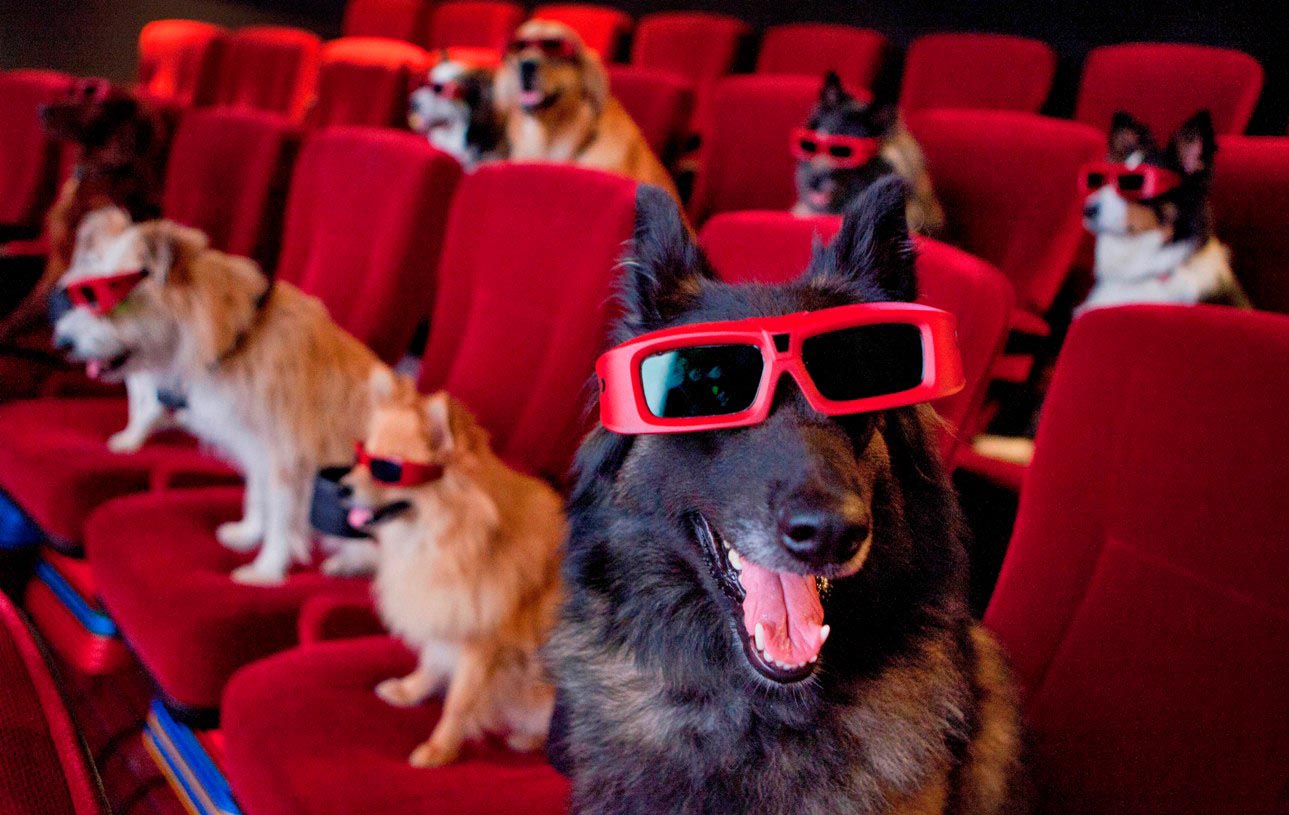 10 Must-Watch Dog Movies...